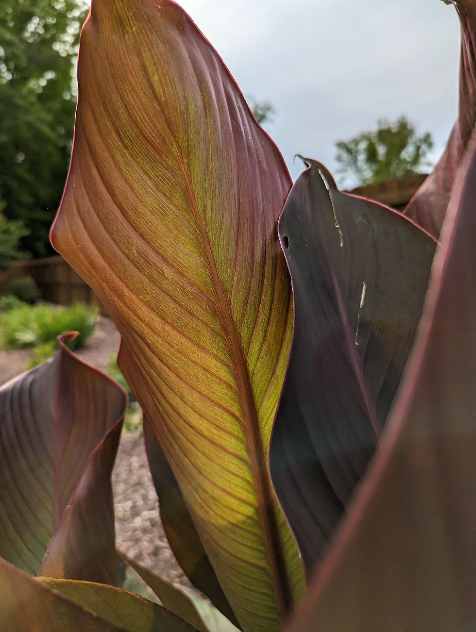 Indian Shot/ Arrowroot (Canna) – winter hardy to Zone 7 photo