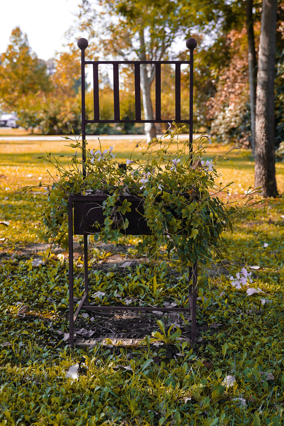 Metal chair planter filled with green vines and white flowers in an autumn park, with fallen leaves and golden trees خلفы.