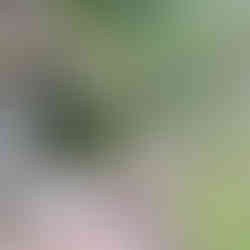 Where Pine Straw Meets Paradise