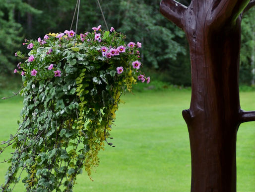 Unless you want a 35-pound fern in a hanging basket landing on your head, free-standing supports must be strong enough to support the basket’s weight on windy days or when bumped. Photo by Kristina Klaas