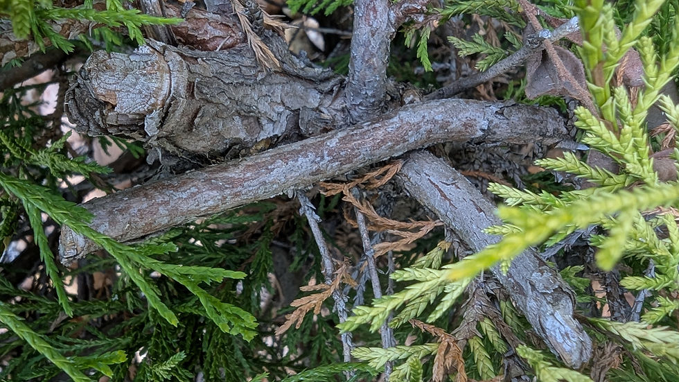 Camouflaged lizard blends into the brown branches of a lush green shrub, creating a hidden, natural scene with subtle earth tones.