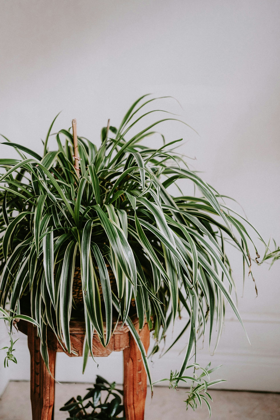 Potted spider plant with long striped green leaves on a wooden stand against a plain white wall, calm indoor scene