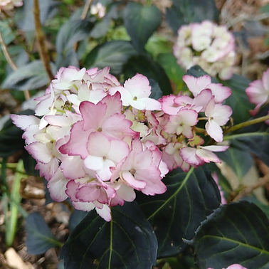 Hydrangea (1)