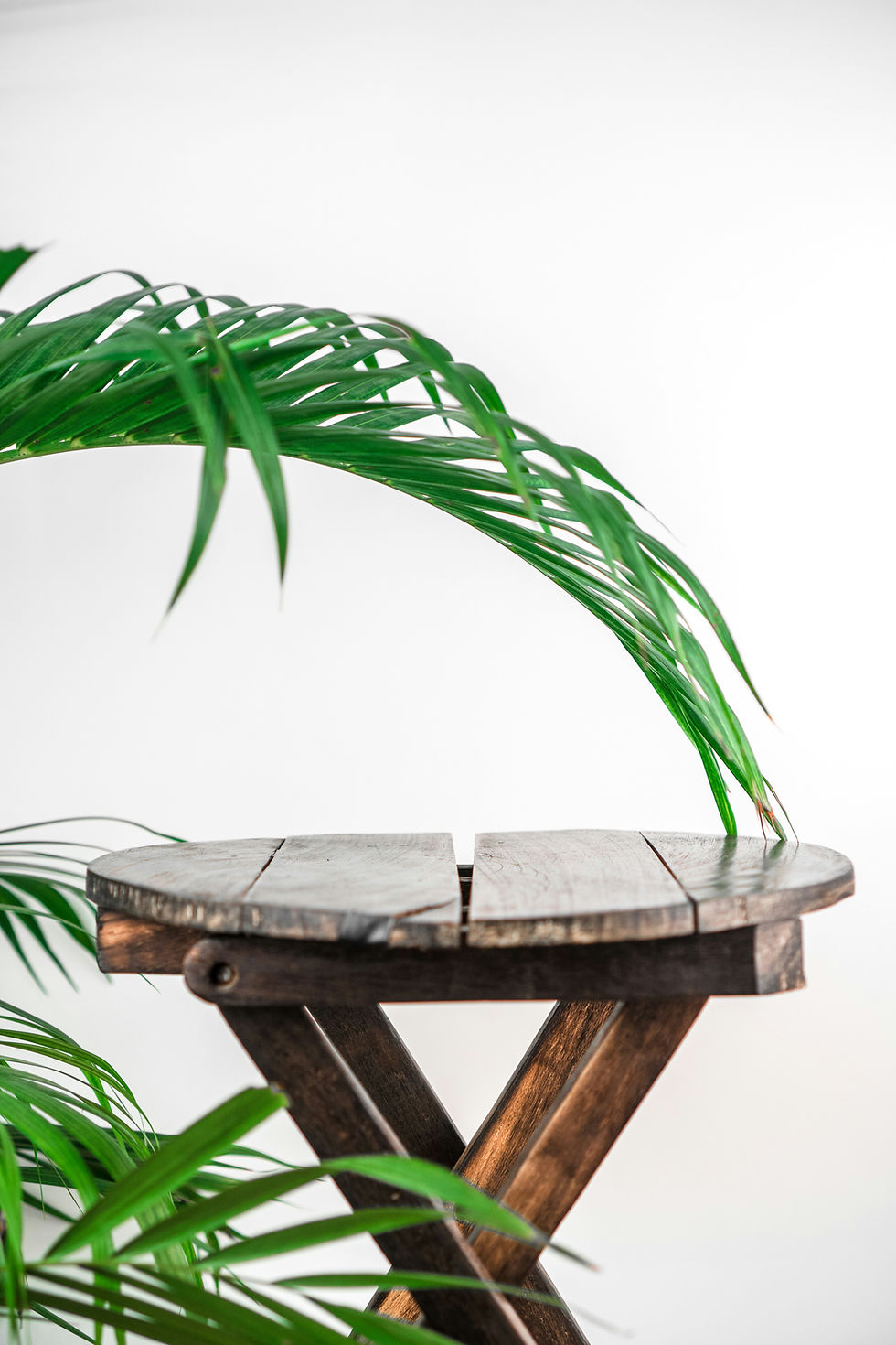 Green palm fronds arch over a rustic wooden stool against a clean white background.