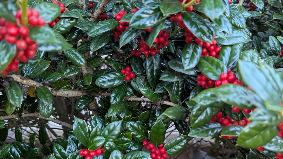 Vibrant holly bush with glossy green leaves and clusters of bright red berries. Dense foliage creates a lively, natural setting.