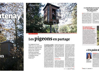 Les pigeons à l'honneur dans le journal municipal de Fontenay-sous-Bois