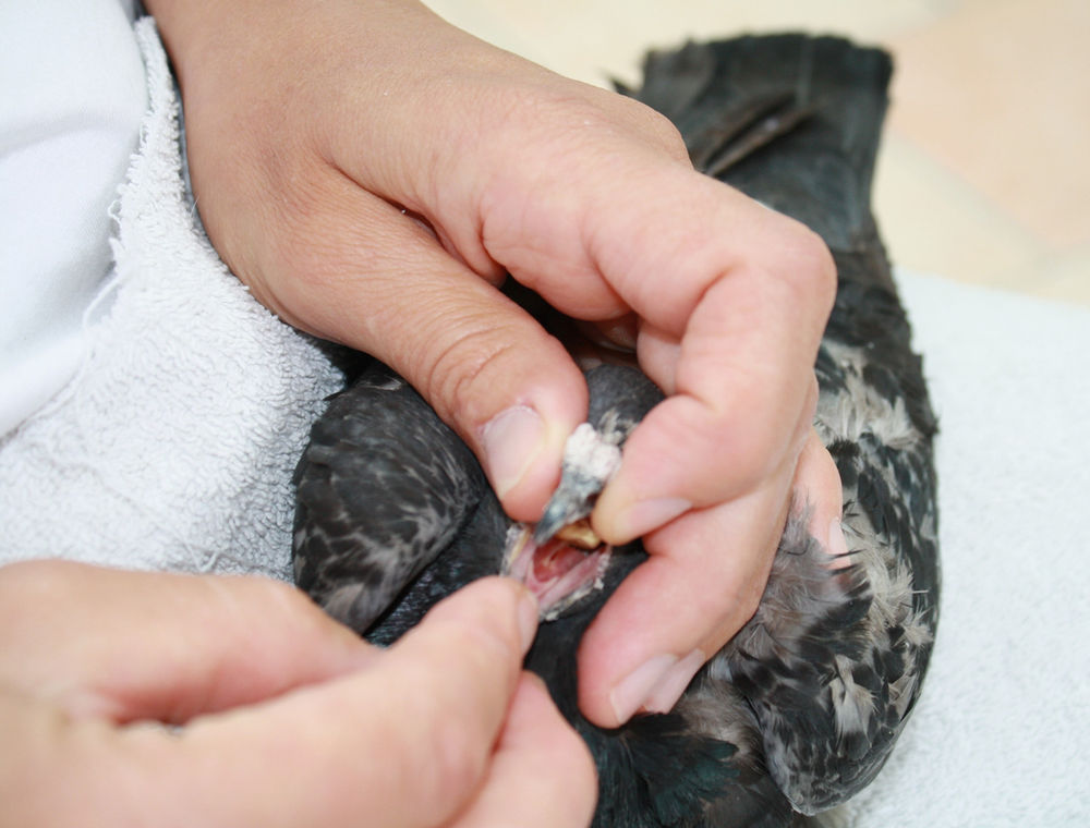 Les Gestes Utiles Pour Sauver Et Ou Soigner Un Pigeon Ou Pigeonneau Les Gestes Utiles Pour Sauver Et Ou Soigner Un Pigeon Ou Pigeonneau