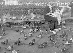 AERHO pigeons en ville