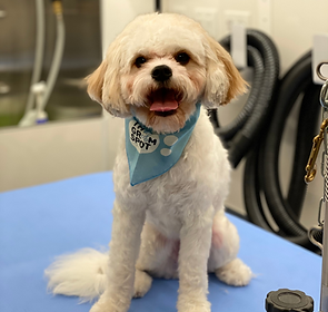 The Groom Spot_ 1200x1200 (3).png