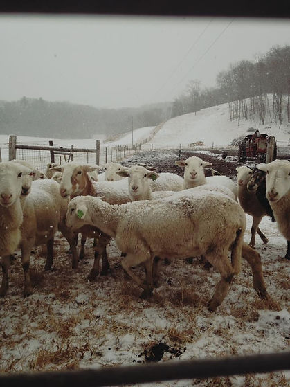 Sheep Snowstorm_edited.jpg
