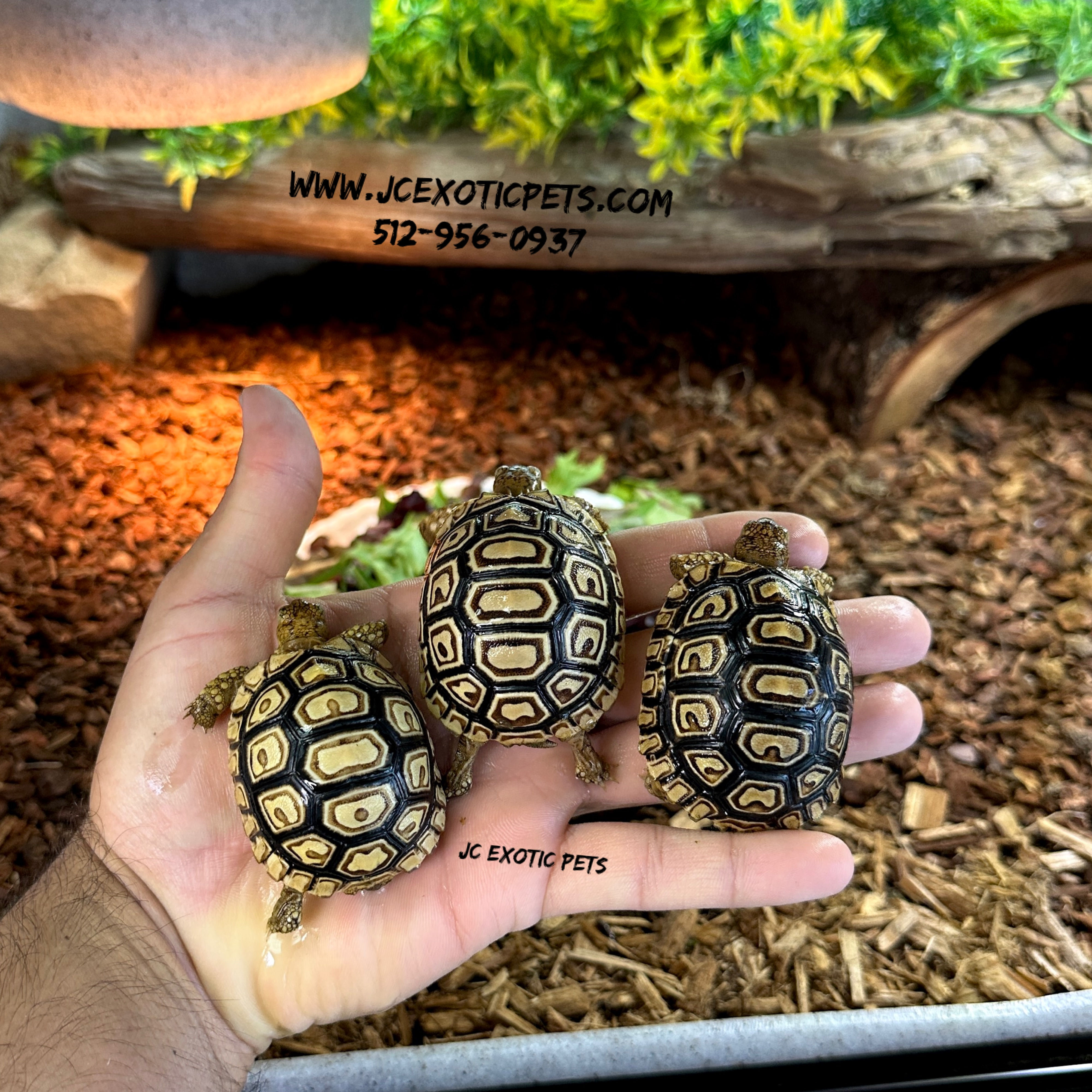 Leopard tortoise