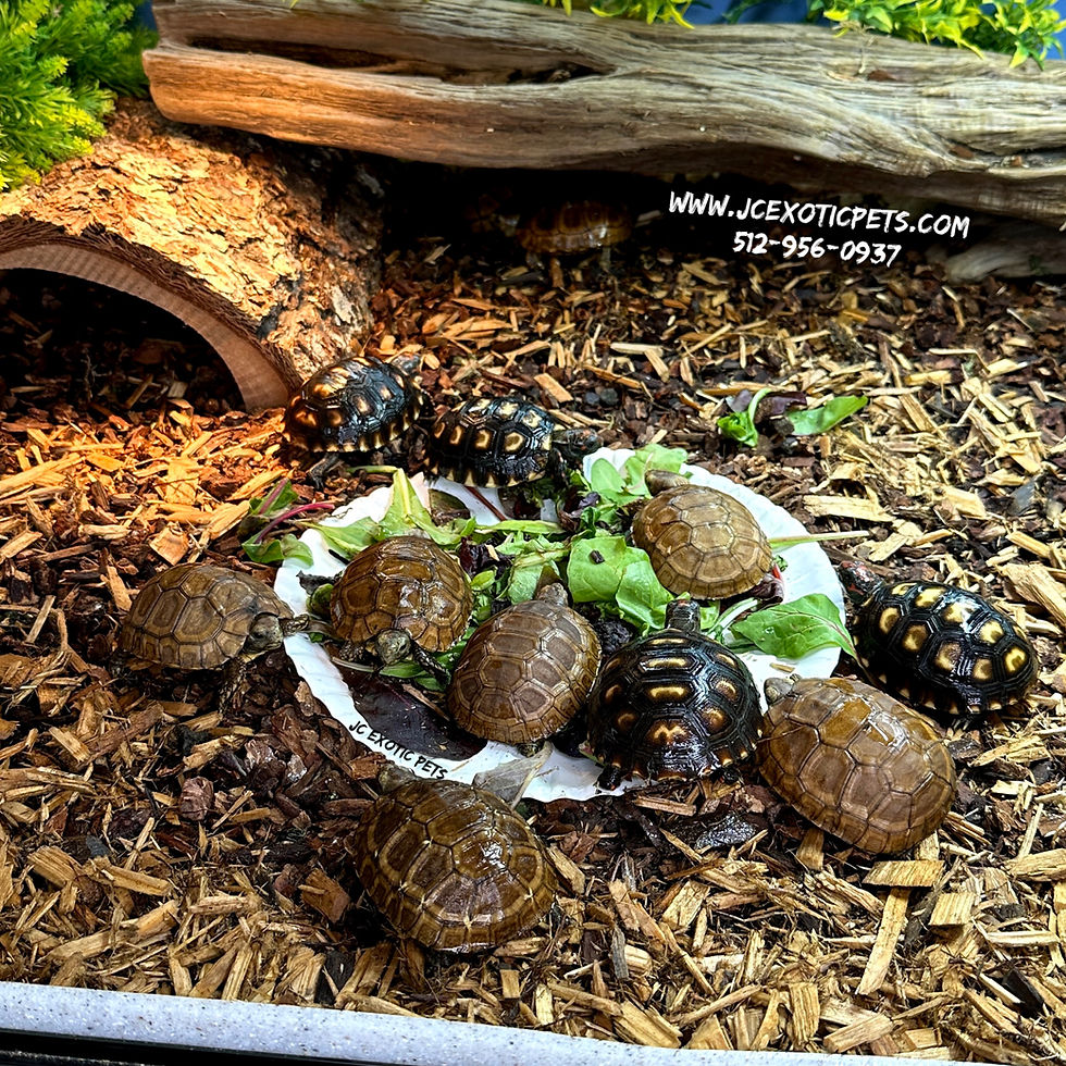 Thumbnail: Hinged-back tortoise [Kinixys]