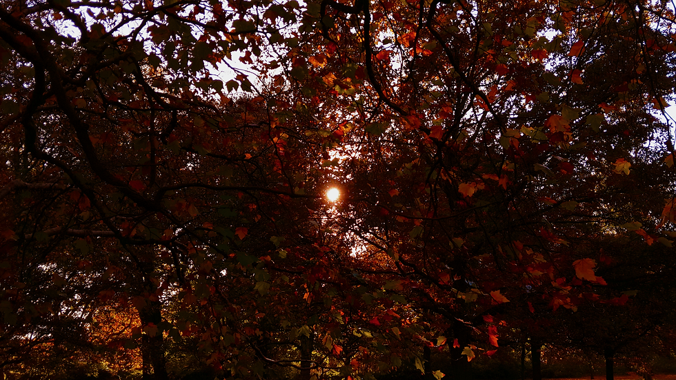 The setting sun is at the center of the image, orange, shining through dark crimson and red foliage so it looks like it is in front of everything else. The trees and their brances surround the edges, so deep in shadow they look like black lines. Through all this darkness, you can still see the light grey-blue of the sky and the brighter orange trees further away.