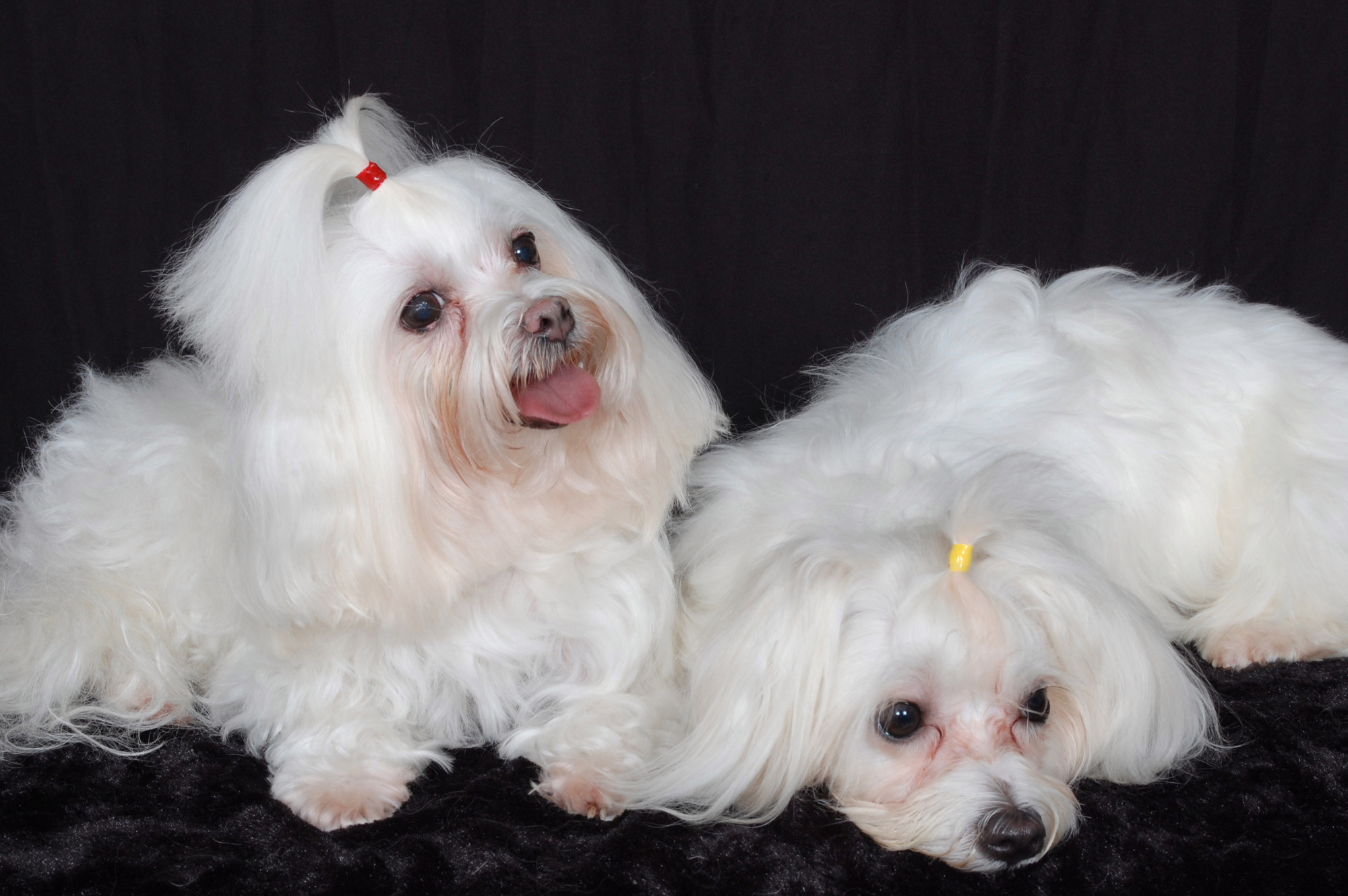 Dog hair ties top