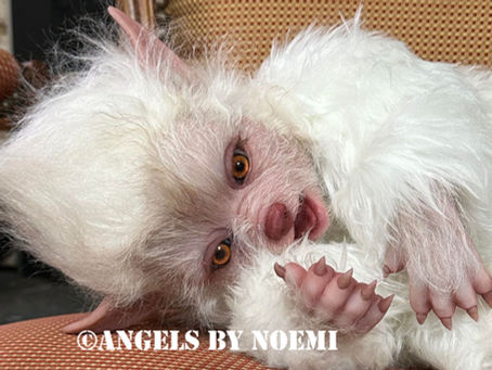Exploring the Artistry of Noemi Dolls