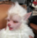 Miniatura: NEW "Albino Fabio" Cuddle Body Silicone Werewolf baby - Preemie