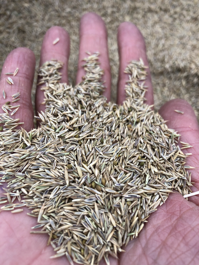 Lawn Grass Seed