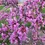 Thumbnail: The Rising Sun Eastern Redbud tree starter 6831