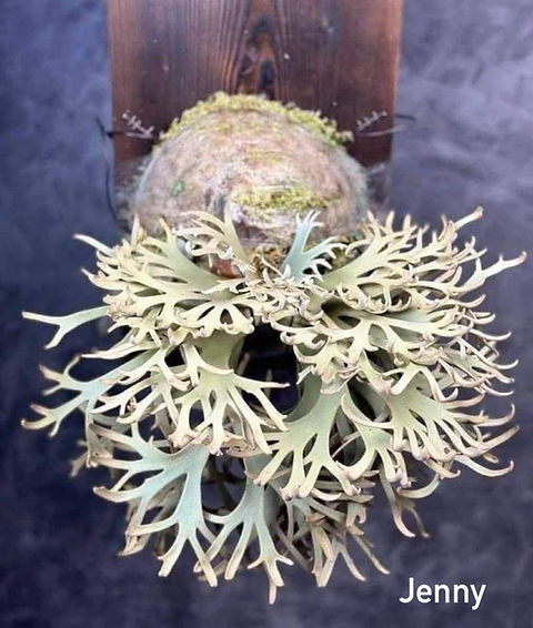 How to Care for Platycerium Jenny Staghorn Fern Indoors