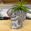 Thumbnail: Peperomia Happy Bean 6562