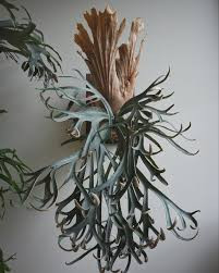 Moonlight Staghorn Fern Care Guide | Expert Growing Tips