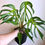 Thumbnail: Monstera Burle Max Flame