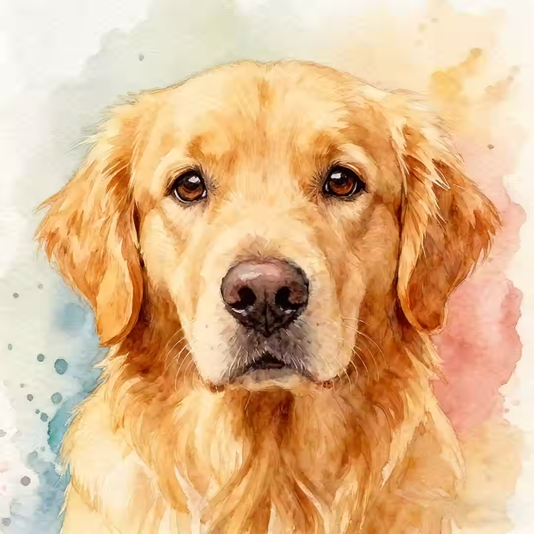 Hond