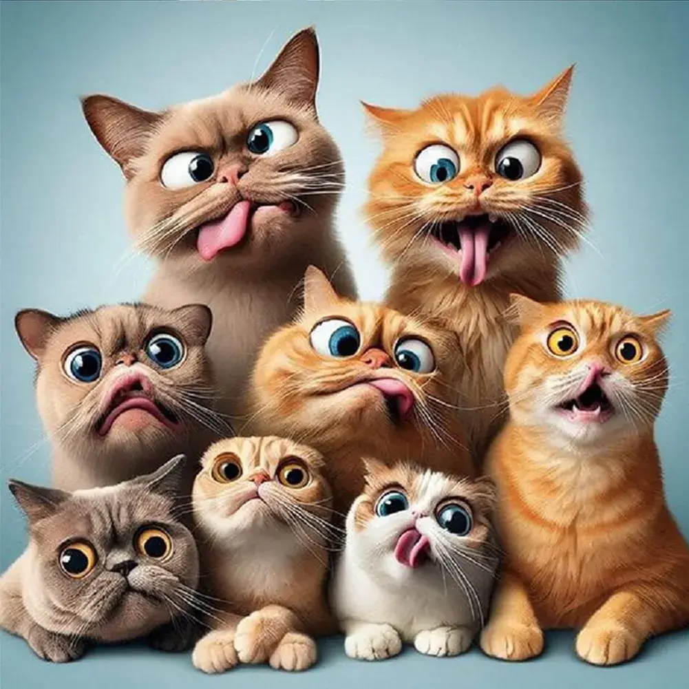 Grappige katten