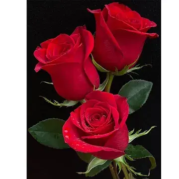 Rozen