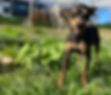 © Cão do Moinho