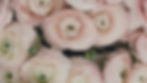 Background Image - Florals