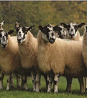 Screenshot 2025-09-11 at 12.46_edited.jp