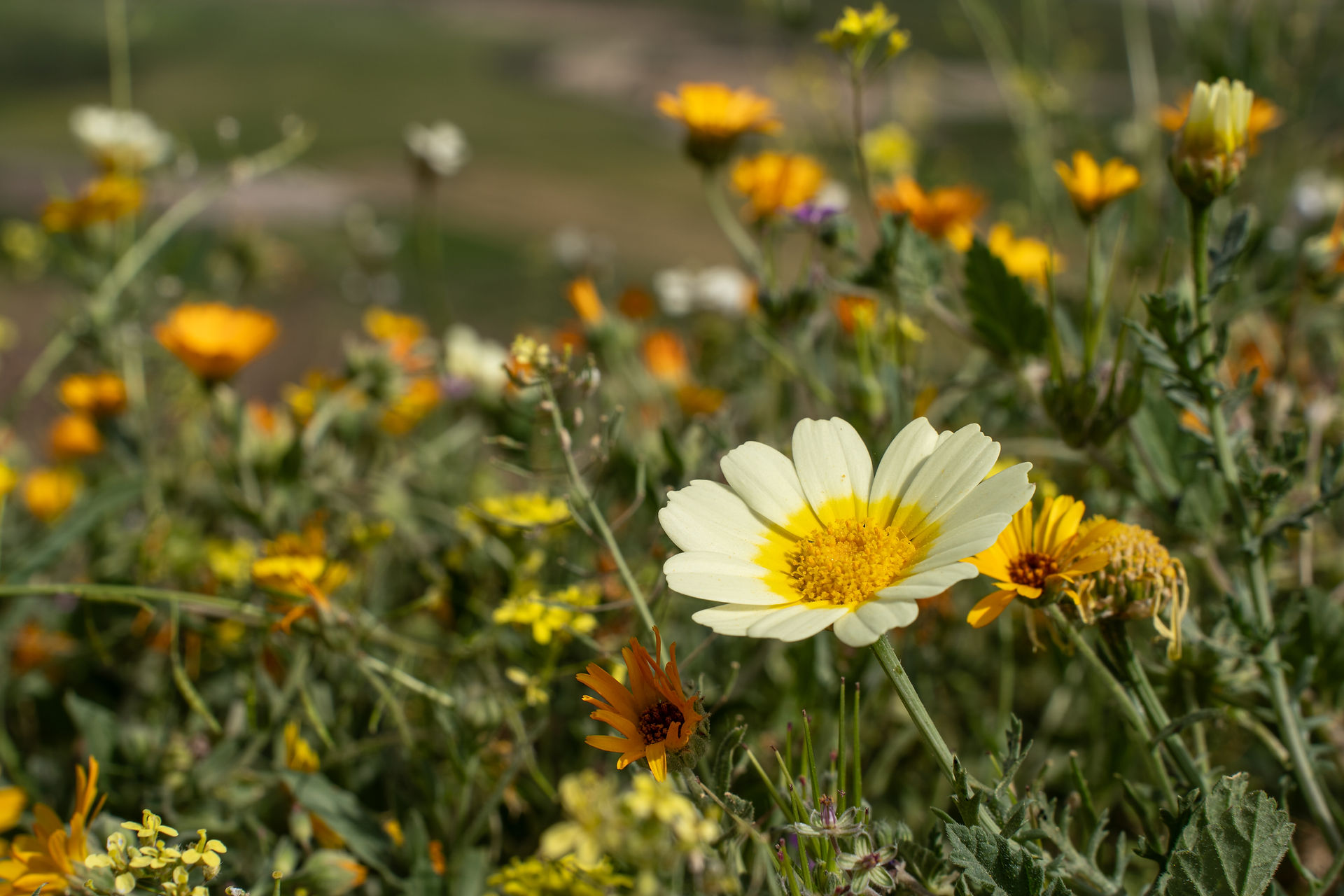 yellow flowers in the north of Morocco