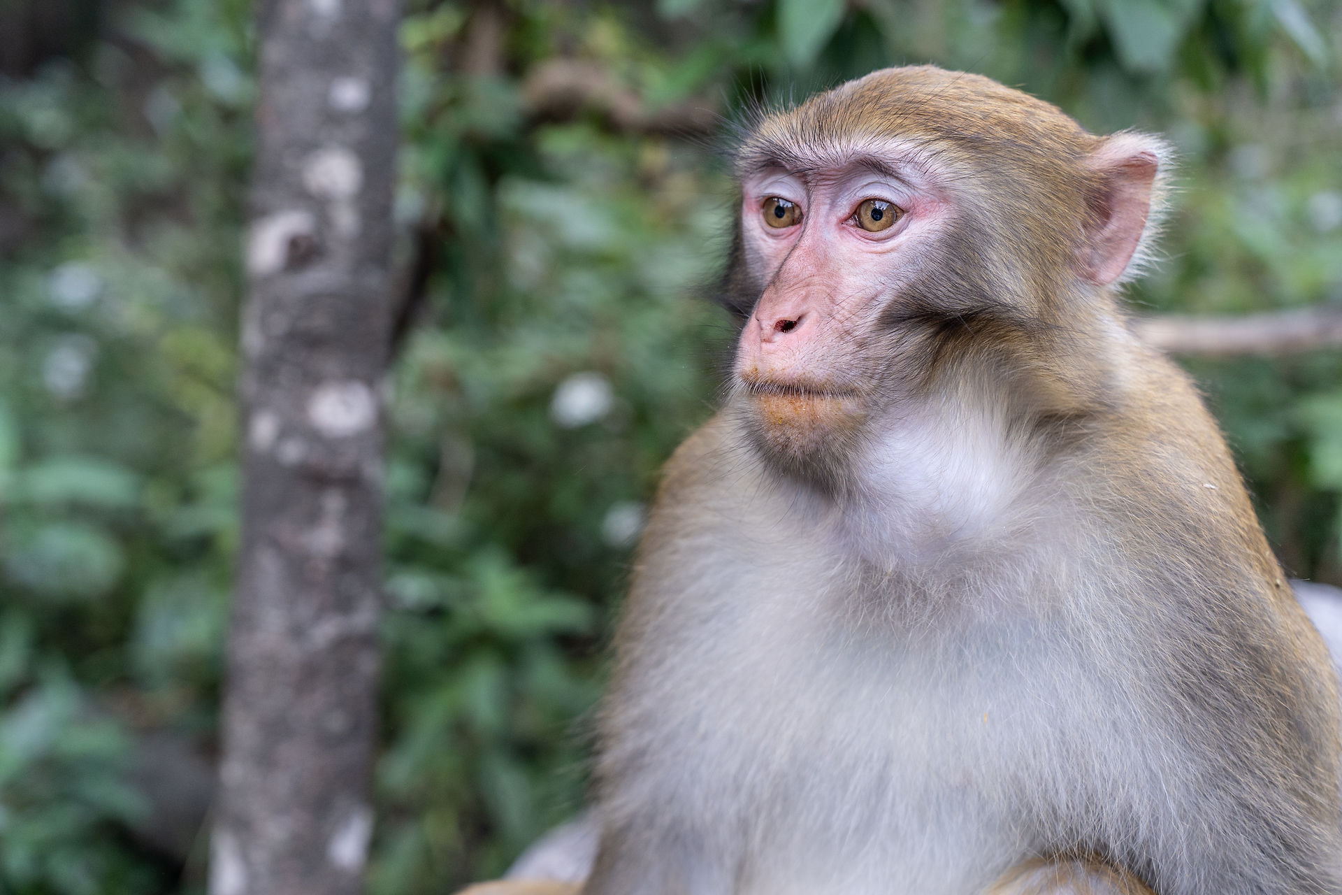 Monkey