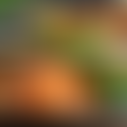 Discovering My Journey to a Proper Human Diet