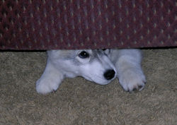 Feather 10 Weeks