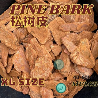 Thumbnail: 1 KG XL size PINE BARK Pine scale Orchid potting Pine Bark MURCH 松鳞松树皮