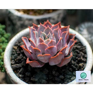 Thumbnail: 黑火山石  BLACK LAVA ROCK Batu Gunung Berapi Pasir Malang Volcanic Stone