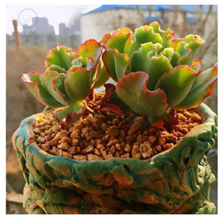 Thumbnail: 1 KG  MAIFANITUM BONSAI SUCCULENT CACTUS SOIL麦饭石