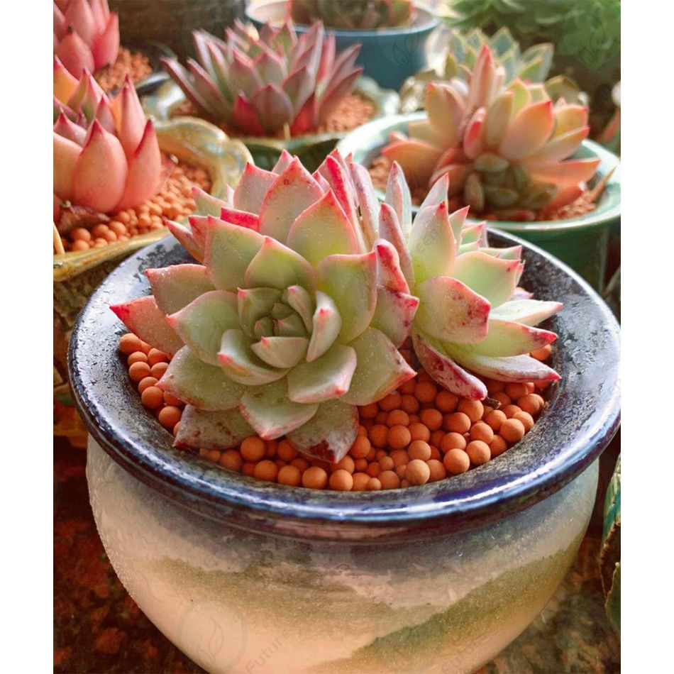 Thumbnail: 500g NUTRIENT SOIL VITALITY SOIL 活力土 平滑活力土