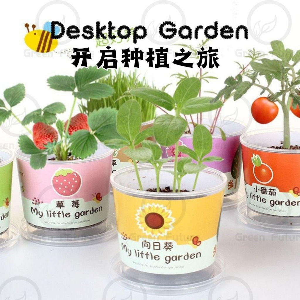 My little Garden Kids Learning DIY Plants Mini Table Indoor Plants 负离子 室内 绿植小盆栽