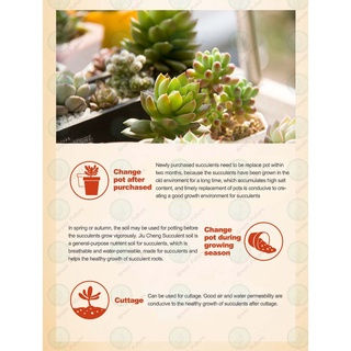 Thumbnail: READY MIX SUCCULENT SOIL CACTUS SOIL TANAH 多肉植专用培养土
