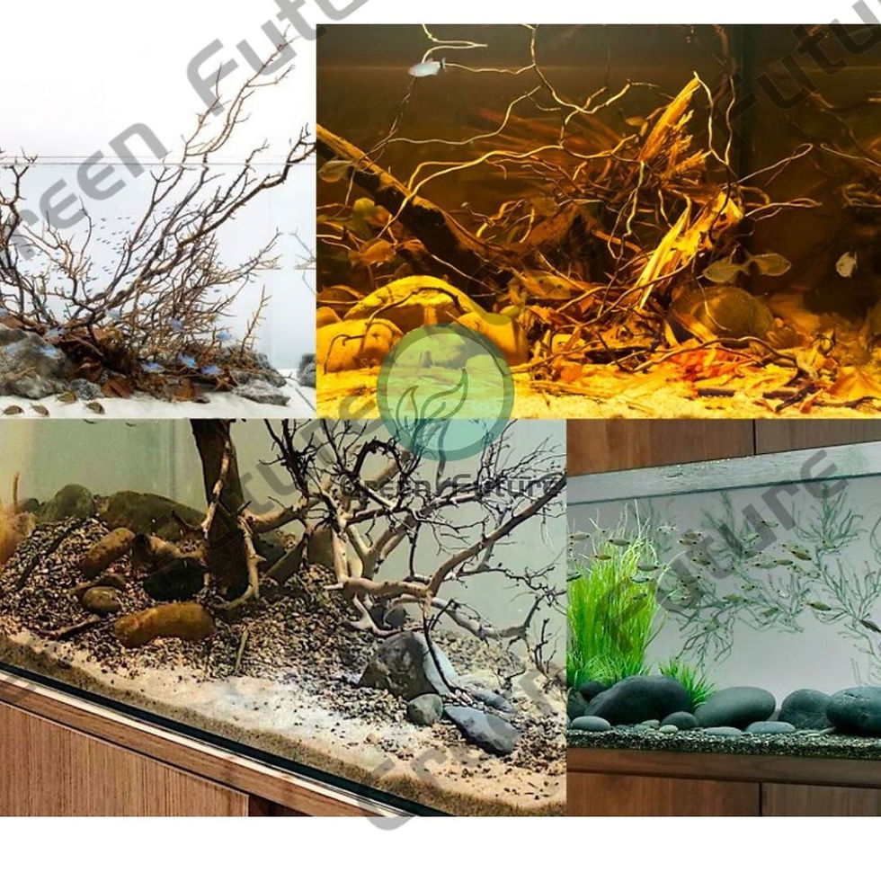 Thumbnail: AQUIARIUM SAND Montana Sustrato Premium Aquarium Substrate Sand Pasir鱼缸沙 垫底沙
