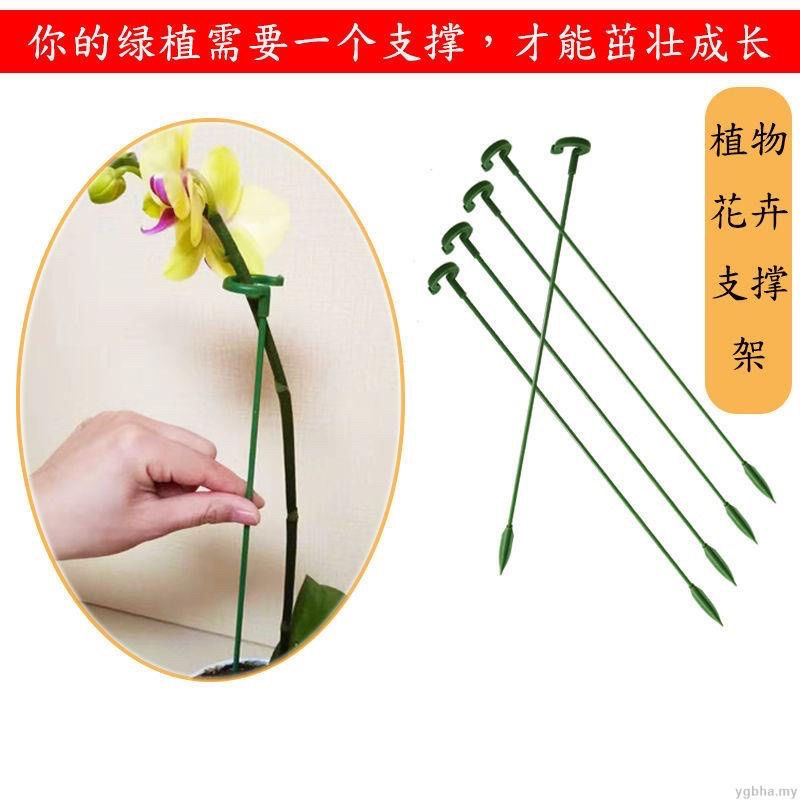 Thumbnail: Phalaenopsis fleshy holder flower stand bracket plant 支架 植物支架 植物支撑 植物防倒支架 蝴蝶兰支架