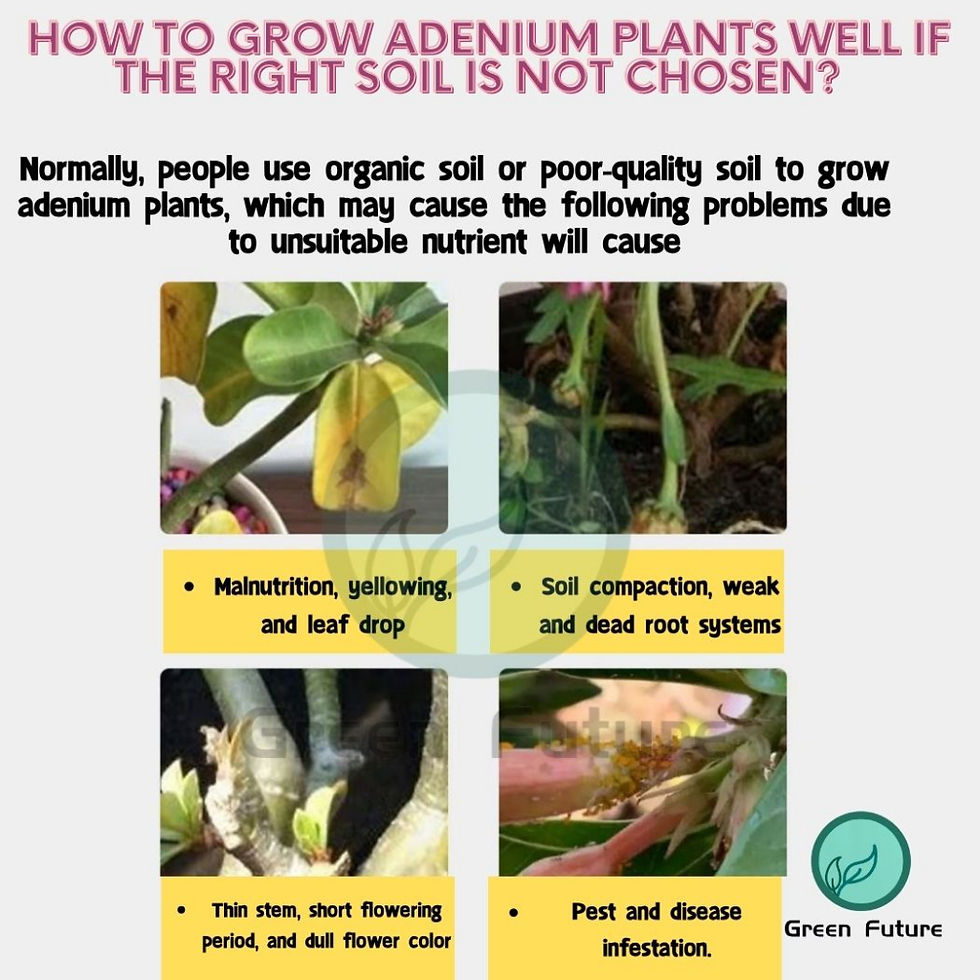 Thumbnail: ANDENIUM MIX SOIL 富贵花专用泥 沙漠玫瑰泥土