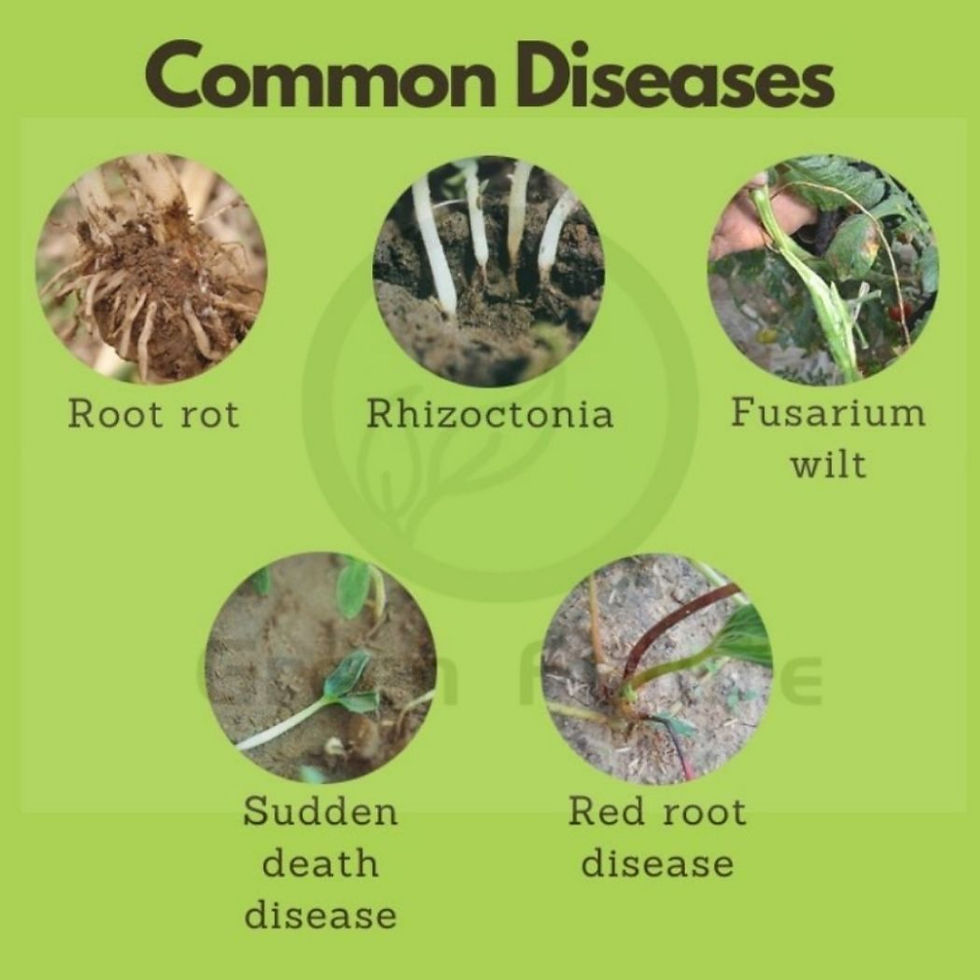 Thumbnail: Beikeshi 枯萎烂根灵 Prevent and Treat Rotten Roots Liquid Fertilizer