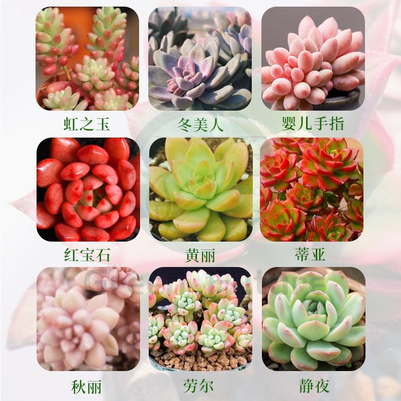 Thumbnail: 卡纳玛朵 多肉幼苗活力素 Eugenin blastocyst succulent fertilizer