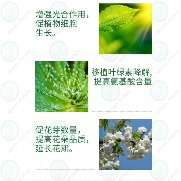 Thumbnail: 26ML  6-BA Cytokinin 仙葩 爆芽素 苄氨基嘌呤