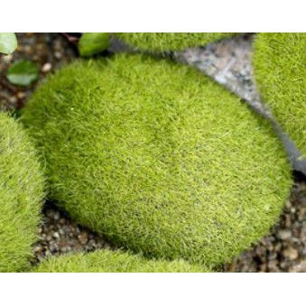 Thumbnail: Miniature Garden Succulent Terrarium Bonsai Cake Topper Plant 仿真苔藓 fake moss