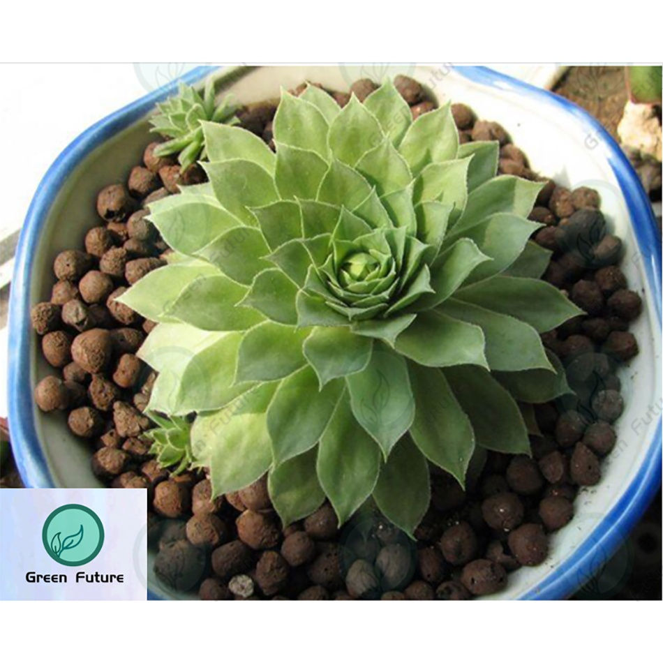 Thumbnail: 40 Litre  4-8mm Small Hydro Stone Clay Pebbles Clay Ball Leca(Tiny)陶粒